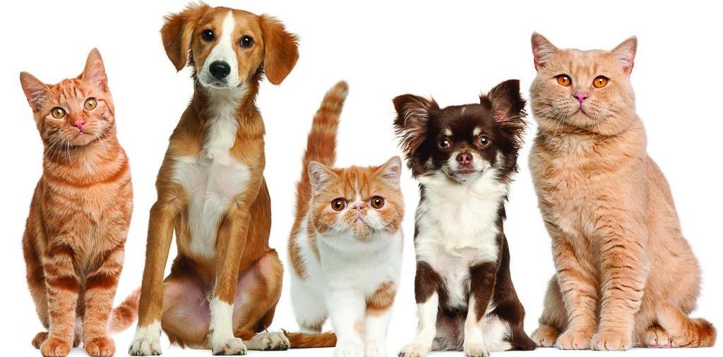 Доска объявлений о животных | ЗооТом - продажа, вязка и услуги для животных в Приозерске