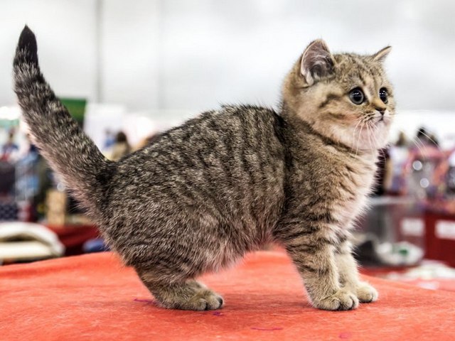 Породы кошек в Приозерске | ЗооТом портал о животных