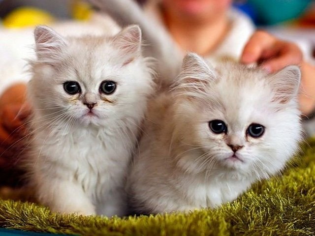 Породы кошек в Приозерске | ЗооТом портал о животных