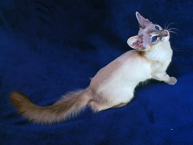 Выведенные породы кошек в Приозерске | ЗооТом портал о животных