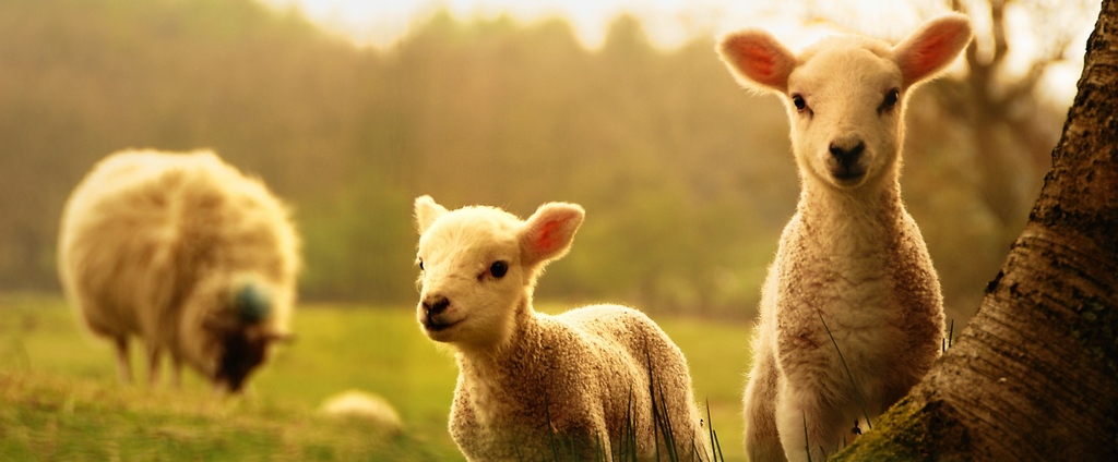 Объявления о сельскохозяйственных животных | ЗооТом - продажа, вязка и услуги для животных в Приозерске
