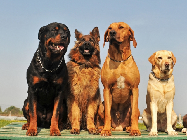 Крупные породы собак в Приозерске | ЗооТом портал о животных